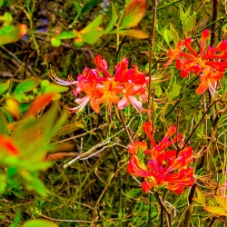 Flaming Azaleas