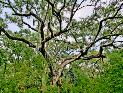 Haunted Tree