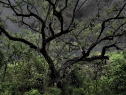 Storm Tree