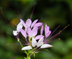 Backyard Beauty II