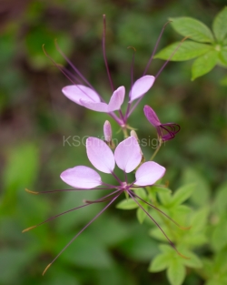 Backyard Beauty I