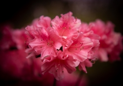 Backyard Azalea 3