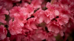 Backyard Azalea 5