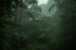 Backyard Rainstorm