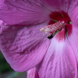 Hibiscus and Bee