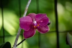 Orchid Visitor