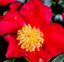 Red Flower