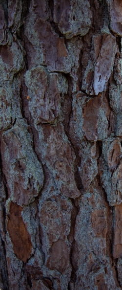 Pine Bark with Lichen