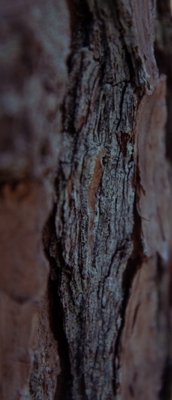 Pine Bark with Lichen 2