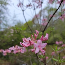 Pink Azalea