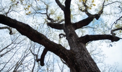 Chestnut Oak