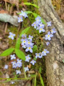 Fairy Flowers