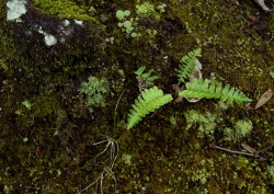 Fern and Moss