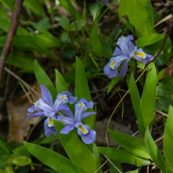 Dwarf Crested Iris