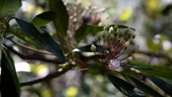 Mountain Laurel First Bloom