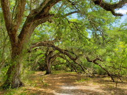 Oak Paradise