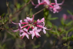 Pink Azalea 2