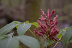 Red Buckeye