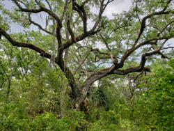 Spider Oak