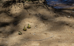 Swallowtails on Sand