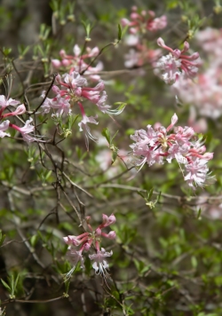 White Azalea Shrub