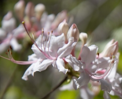 White Azalea 2