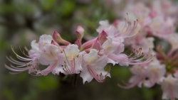 White Azalea 3