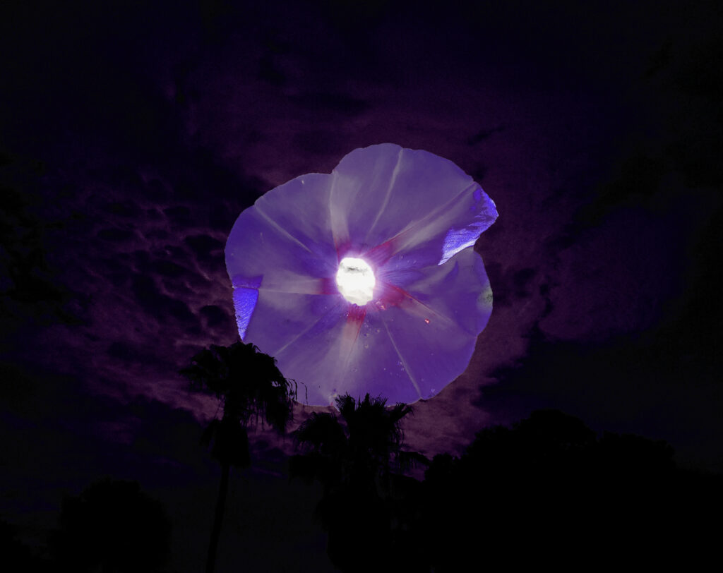 Example of photo manipulation, combining a photograph of a full moon behind clouds and a morning glory flower to make a unique photo composition